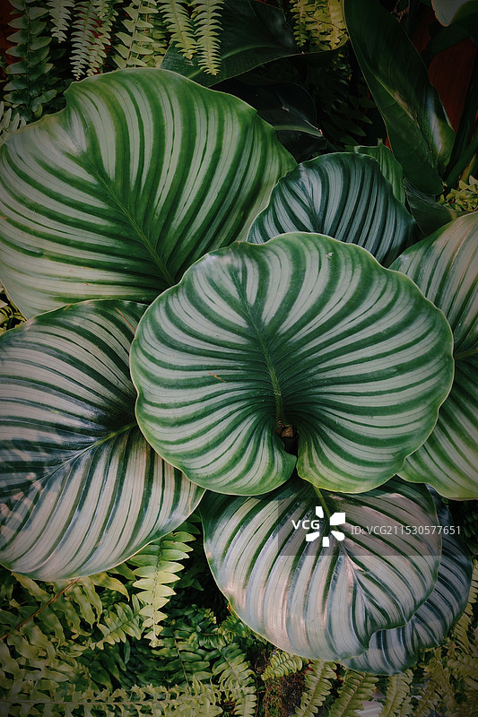 罗宁花园图片素材