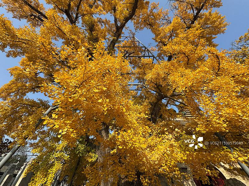 北京五塔寺百年金黄银杏树图片素材