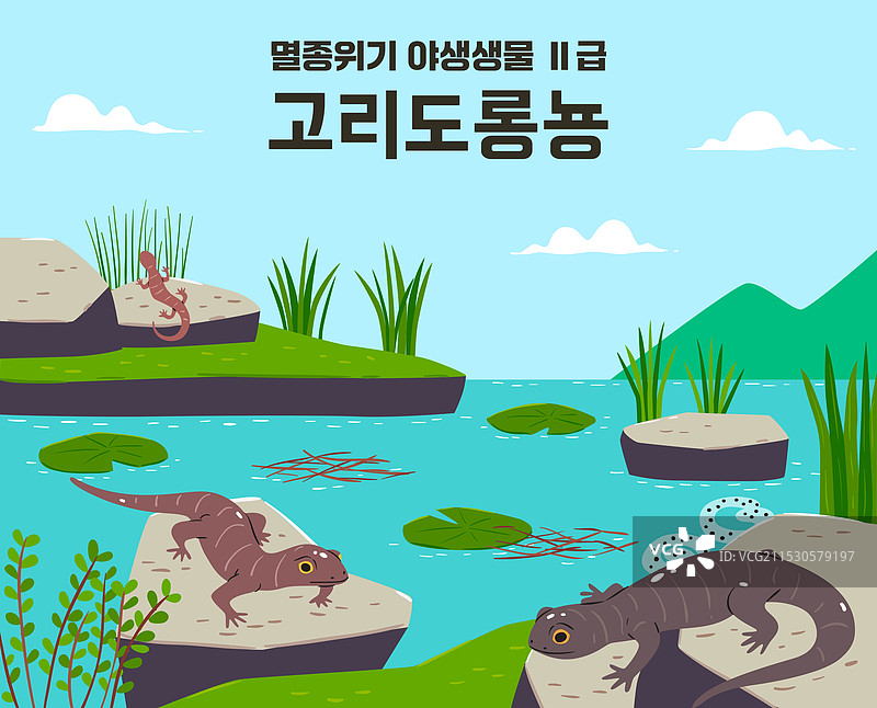 两栖动物，濒危物种，蝾螈图片素材