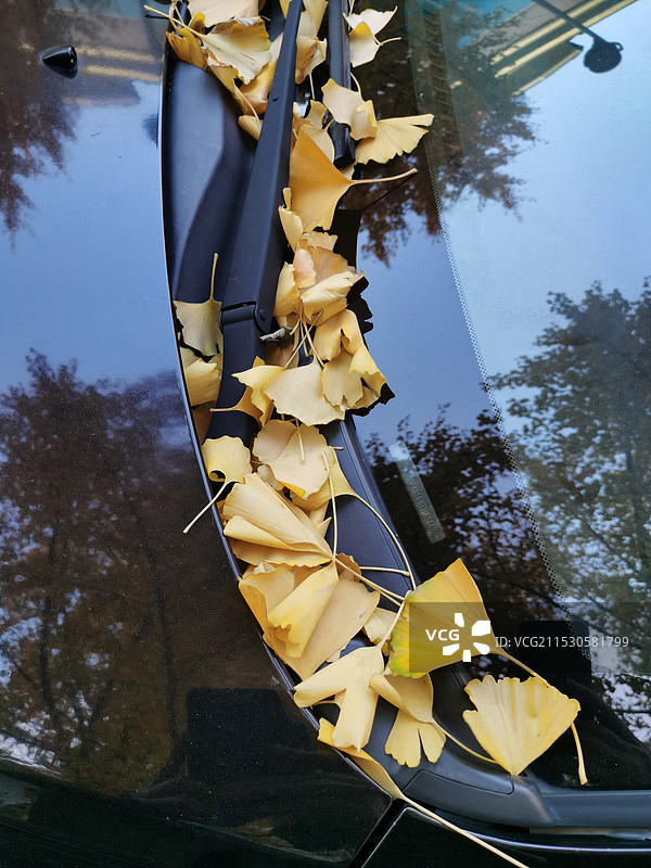 汽车前挡风玻璃上落下的银杏叶图片素材