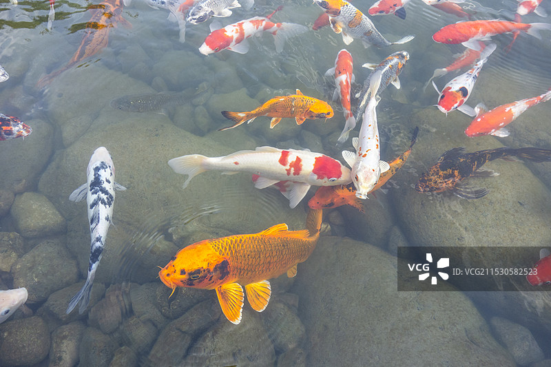 锦鲤特写图片素材