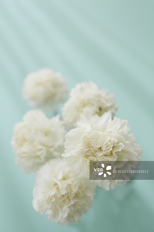 五朵白色康乃馨与光线图片素材
