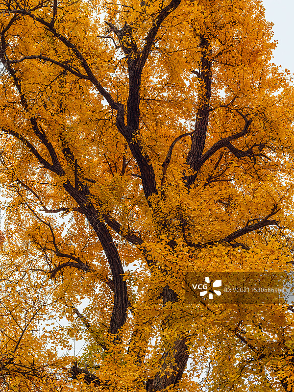 秋季金黄色银杏树银杏叶图片素材