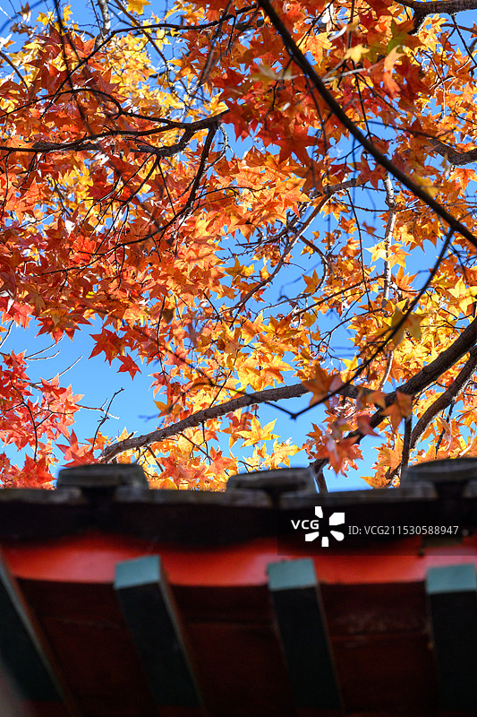 北京敕建大觉寺秋季枫叶与古建筑图片素材