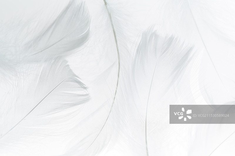 一根白色羽毛图片素材