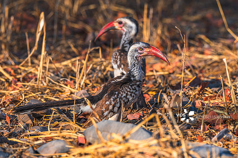 红弯嘴犀鸟图片素材