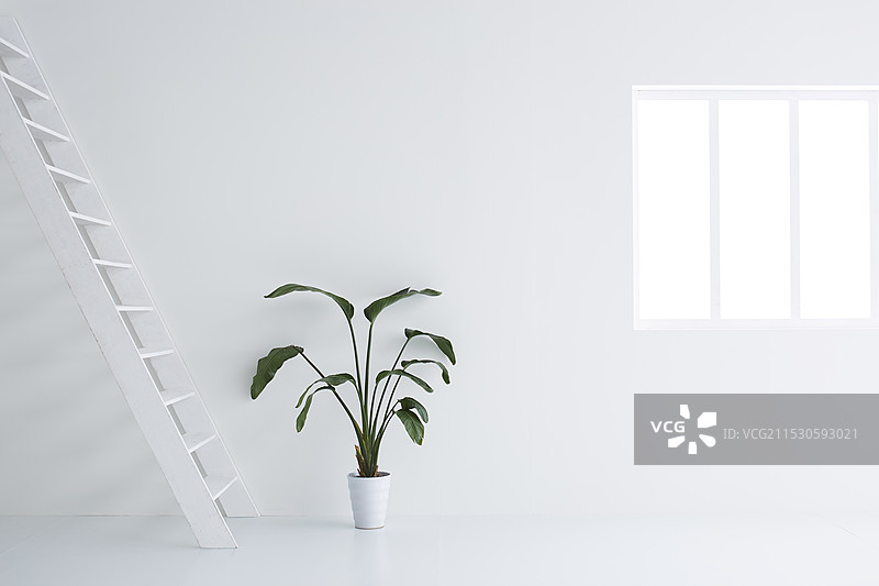 白色空间中的室内植物图片素材