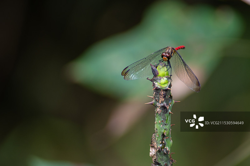红蜻蜓图片素材