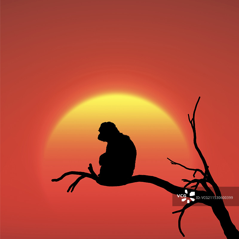日出与猴子图片素材