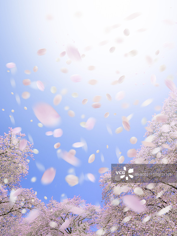 樱花雪暴图片素材