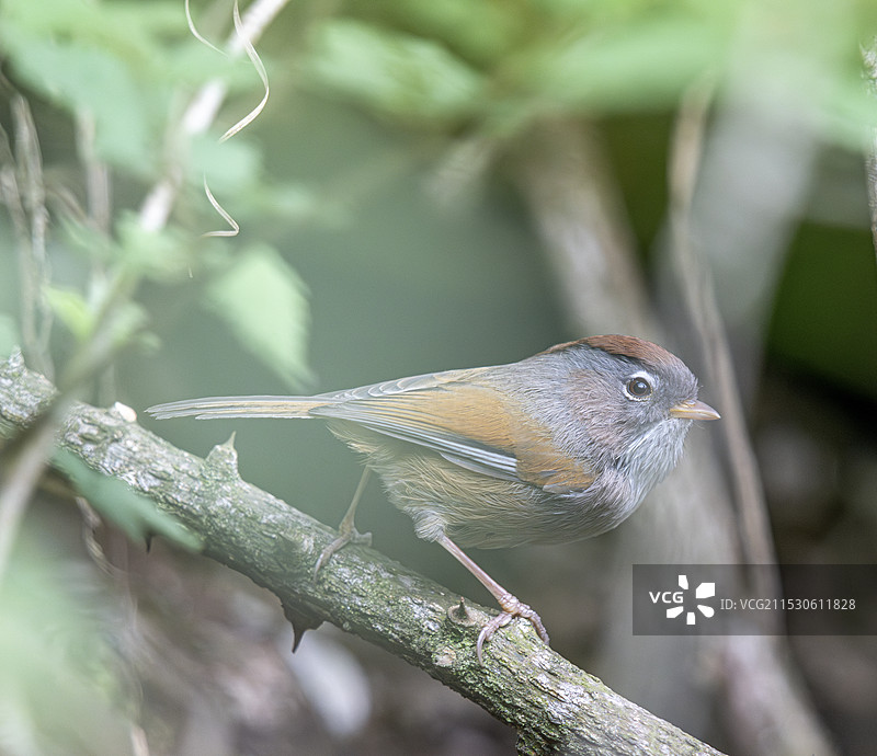 树上的小鸟特写图片素材