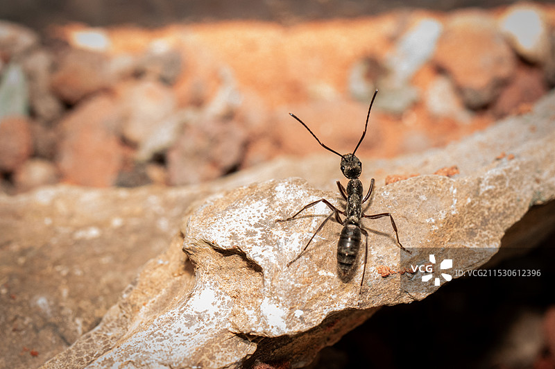 聚纹双刺猛蚁图片素材