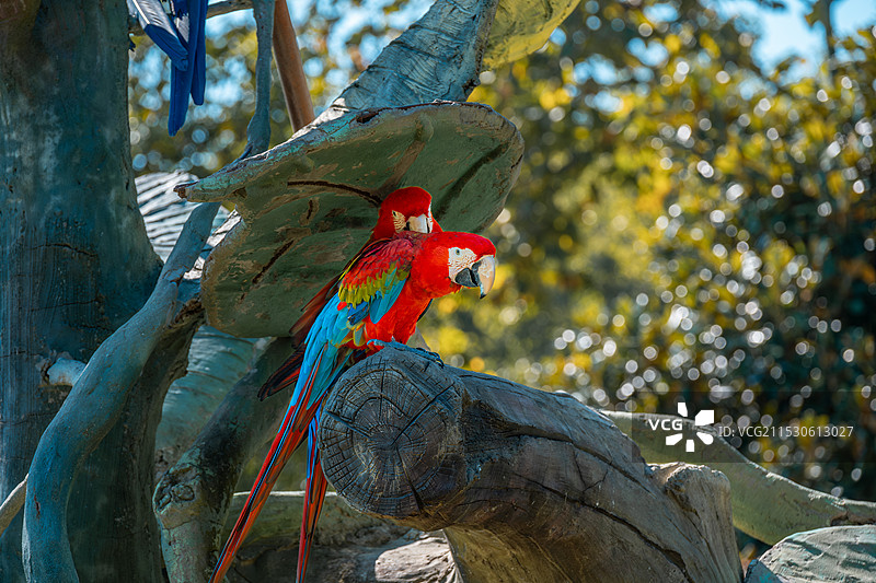 金刚鹦鹉图片素材