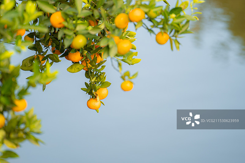 黄岩蜜桔迎丰收多个标题图片素材