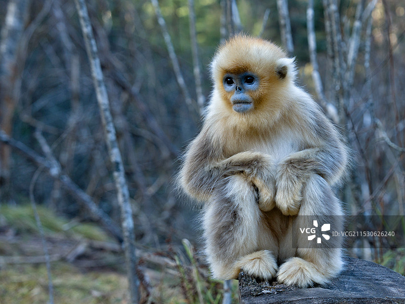 灵猴金眸图片素材