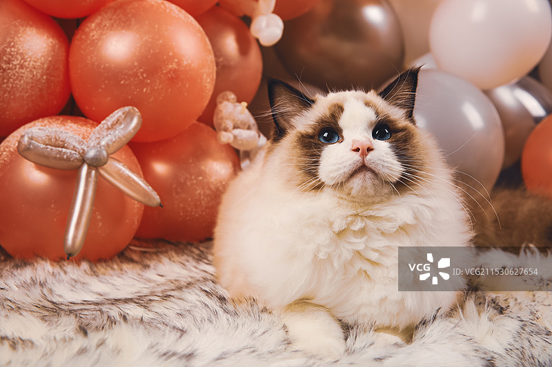 圣诞节期间的猫图片素材