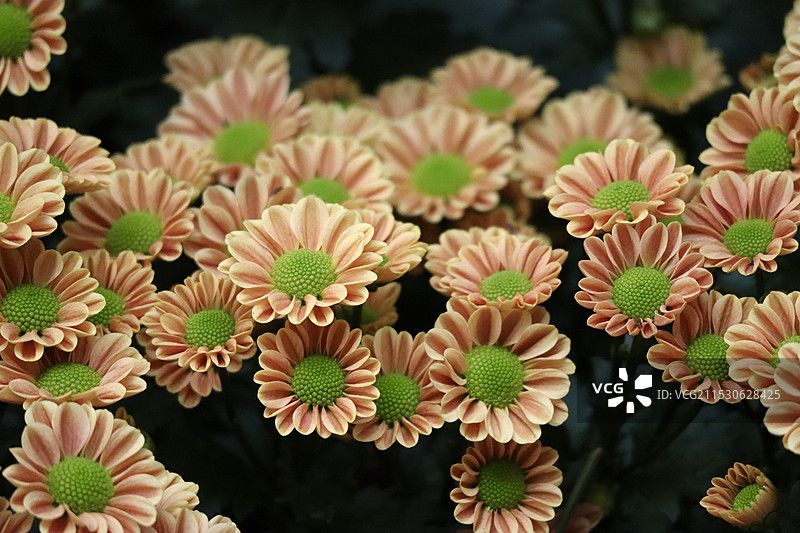 橘红色菊花图片素材