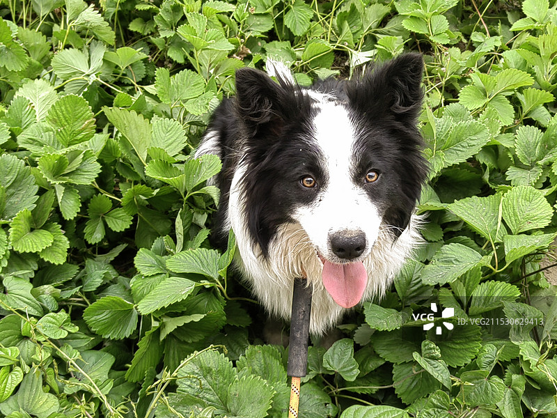 可爱小狗边牧图片素材