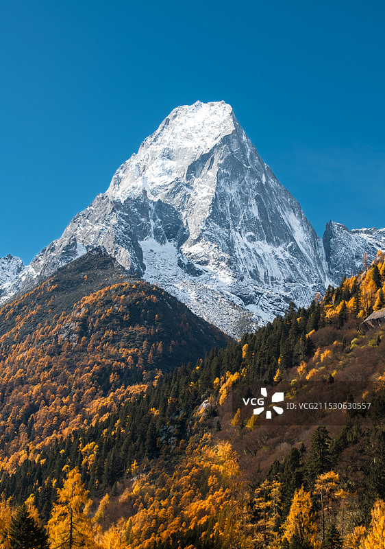 雪山秋色-婆缪峰图片素材