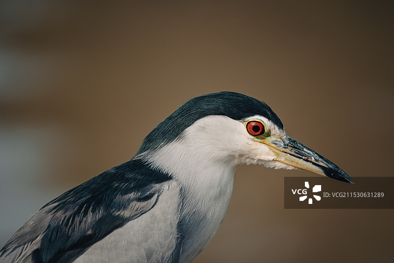 夜鹭夜师父的近距离特写图片素材