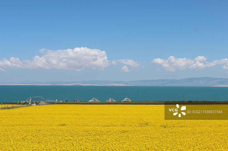 油菜花与青海湖图片素材