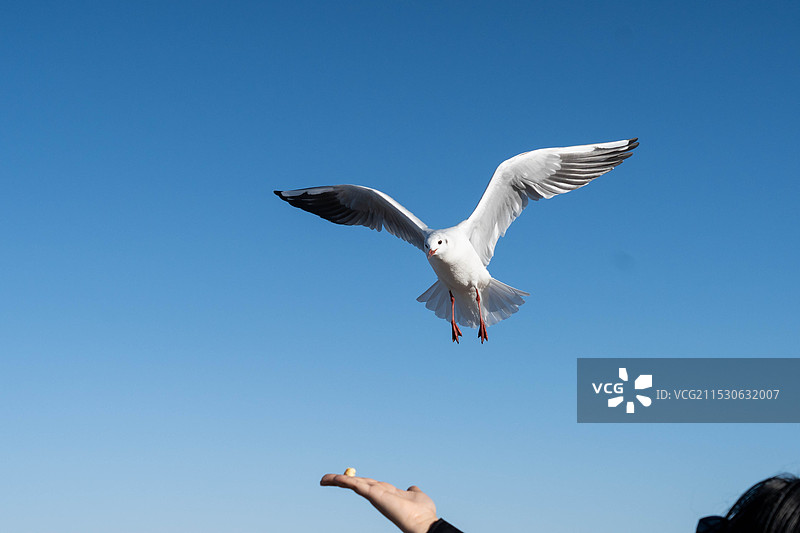 投喂海鸥图片素材