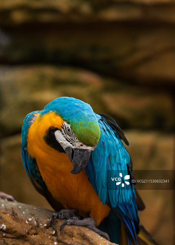 金刚鹦鹉图片素材