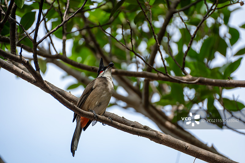 栖息在树上都红耳鹎图片素材