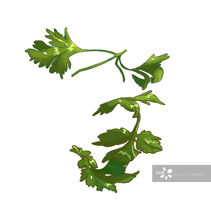 香菜段插画图片素材