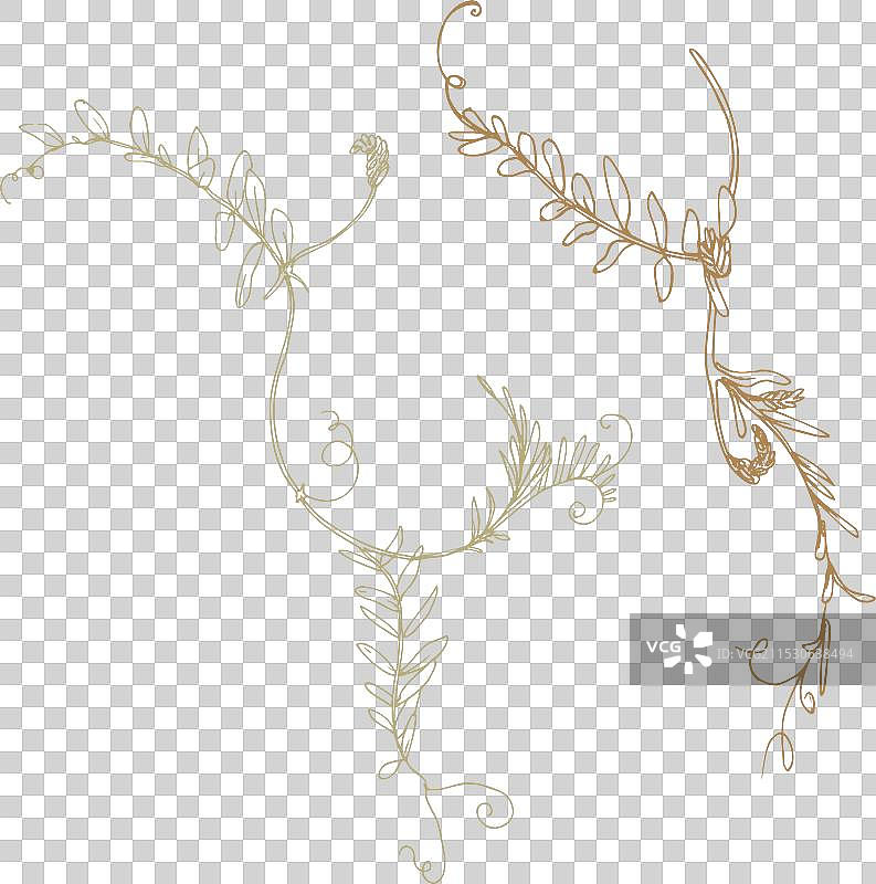 野生草地草本植物的两根紫花苜蓿枝条图片素材