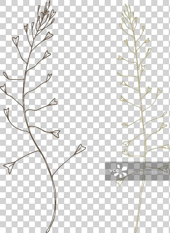 荠菜的两个分支在野生草地上图片素材