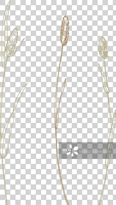 野生草地草本植物的三枝提取草图片素材