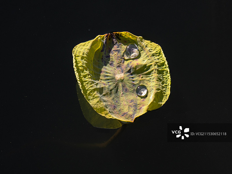 晨曦照射下的残荷图片素材