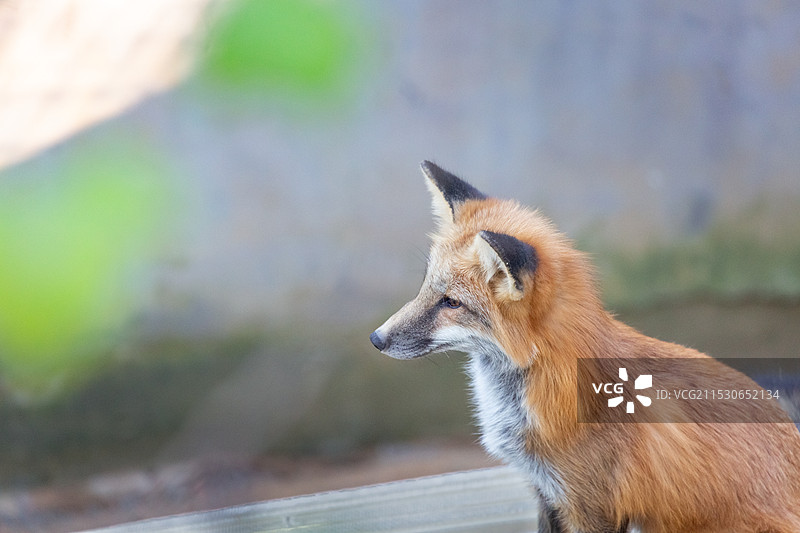 安静的狐狸图片素材