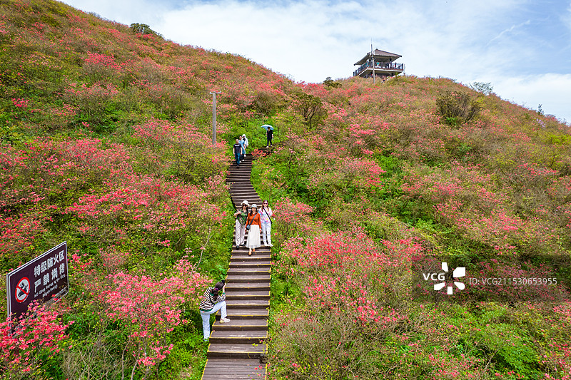 中国湖南省浏阳市大围山森林公园杜鹃花花海航拍视角图片素材