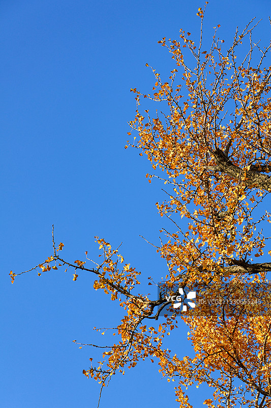 金秋银杏图片素材