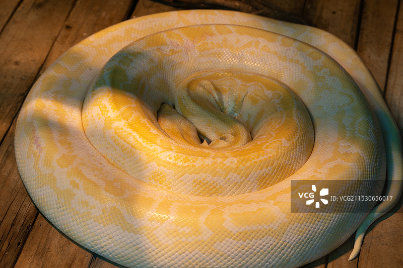 蟒蛇肉饼图片素材