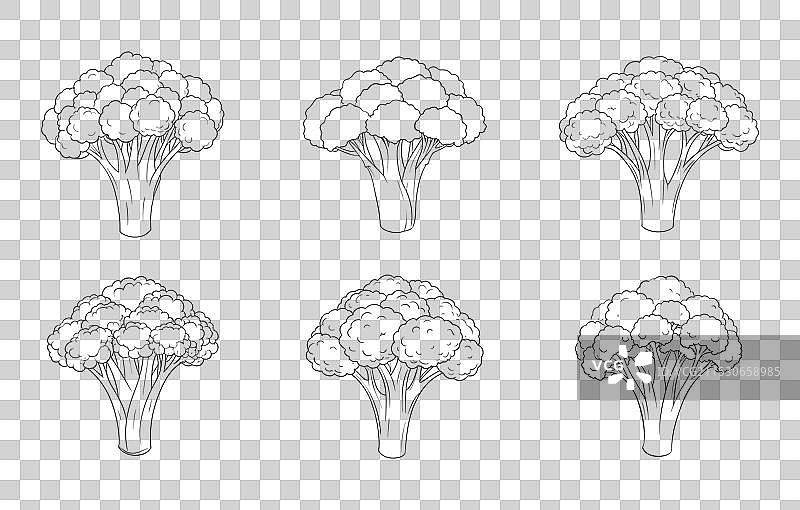 西兰花线条艺术套装图片素材