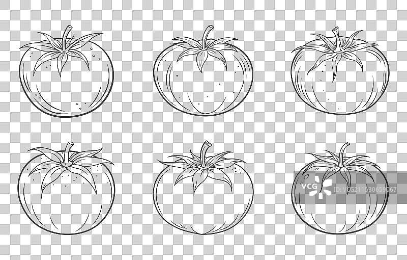 详细的番茄线条艺术套件图片素材