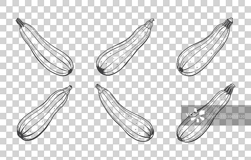 综合西葫芦线条艺术套件图片素材