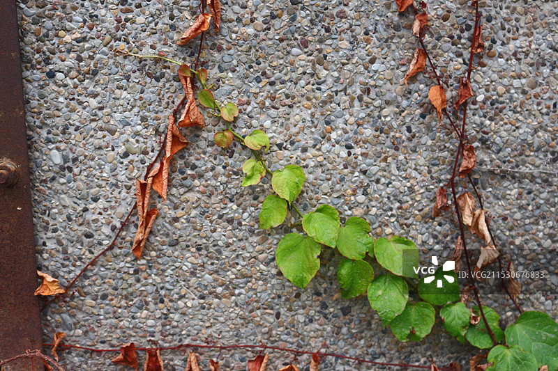 枯萎与新生图片素材