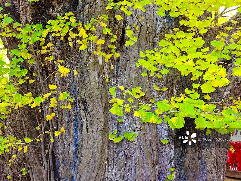 深秋霜降时节，莒县浮来山定林寺银杏树，黄叶图片素材