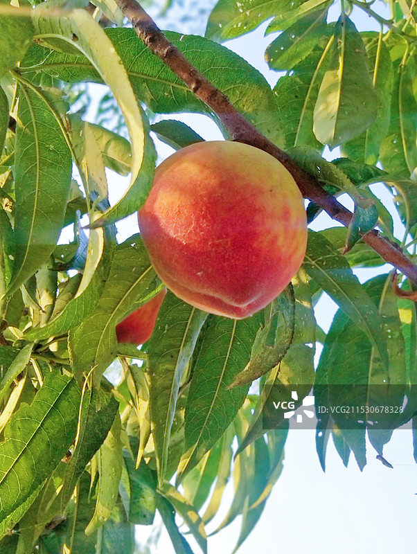 桃树果实 毛桃 水蜜桃 桃树 桃叶图片素材