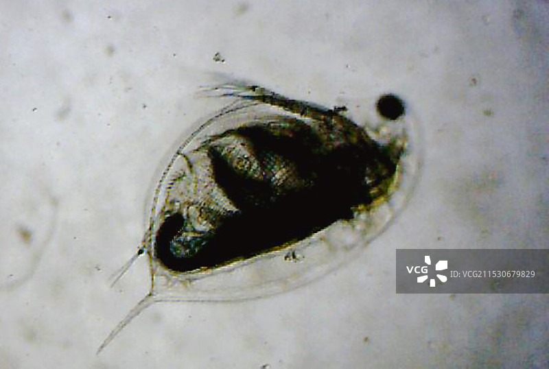 光学显微镜下的水体枝角类浮游生物 轮虫图片素材