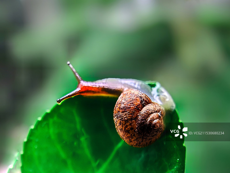 绿叶上的蜗牛图片素材