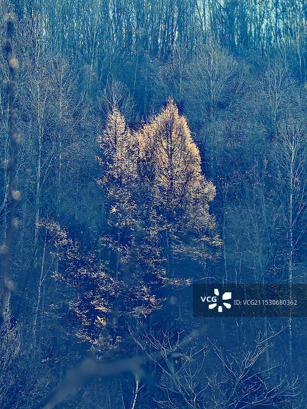 森林树木的高角度视图图片素材