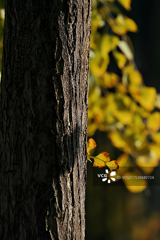 韩美林艺术馆图片素材