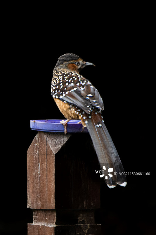 大噪鹛图片素材