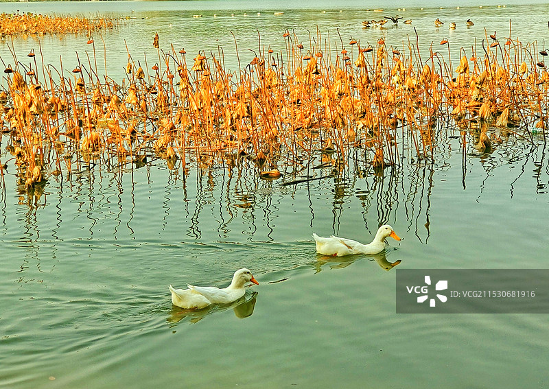 湖面上的鸭子图片素材