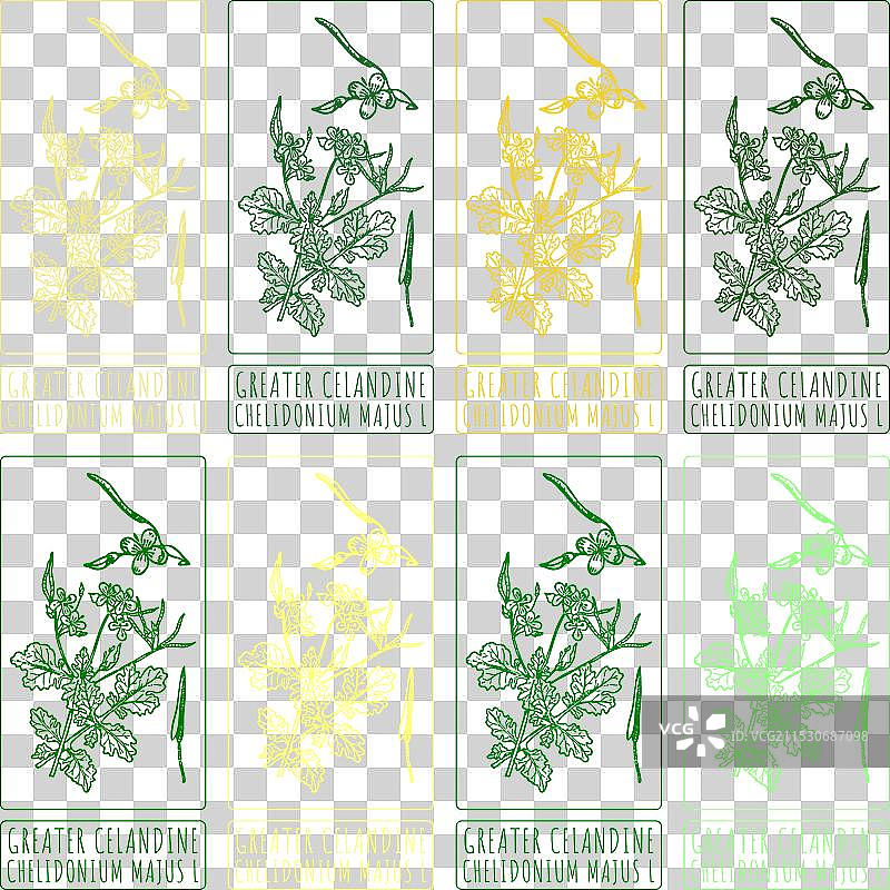 大黄花的系列插图图片素材